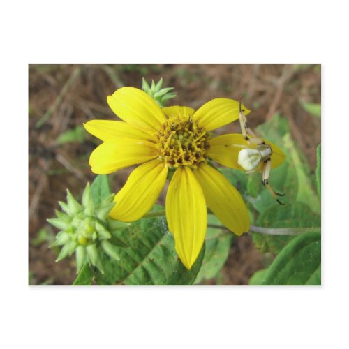 Spider on Sunflower Postcard postcard