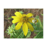 Spider on Sunflower Postcard