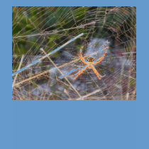 Spider on Tshirt