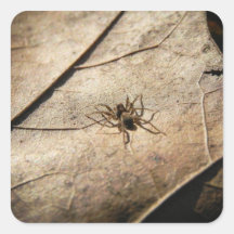 Spider on Weathered Leaf Sticker