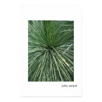 Spider Palm posters by johnmeyermedia Spider Palm posters