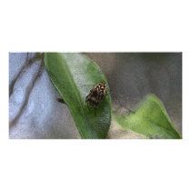 Spider Photo Card