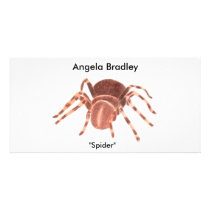 Spider photo cards