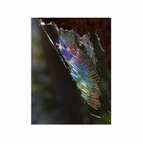 Spider photo sculptures