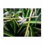 Spider Plant 1 Neon