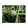 Spider Plant 1 Neon