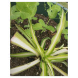Spider plant and pea vines flyers