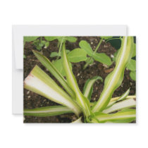 Spider plant and pea vines invitations by chemistrycourtney Spider plant and pea vines invitations