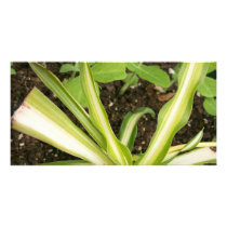 Spider plant and pea vines photo cards by chemistrycourtney Spider plant and pea vines photo cards