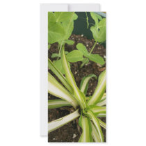 Spider plant and pea vines rack cards by chemistrycourtney Spider plant and pea vines rack cards