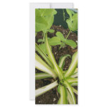 Spider plant and pea vines rack cards