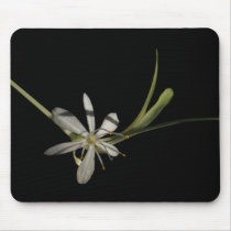 Spider Plant Flower ~ MP mousepads
