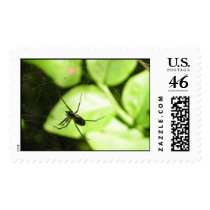 Spider postage