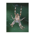 Spider Postcard by BriansPhotos Spider Postcard