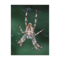 Spider Postcard