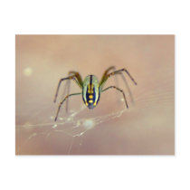 Spider postcards by alinphoto Spider postcards