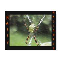 Spider Postcard