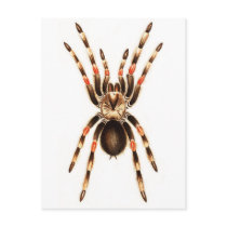 Spider Postcards