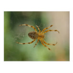 Spider - postcard