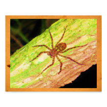 Spider posters by ARTFULROMANCE Spider posters