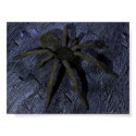 Spider posters