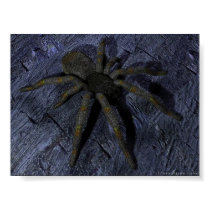 Spider posters by stormvision Spider posters