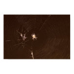 Spider posters