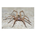 spider poster 3 posters by engagedesign spider poster 3 posters