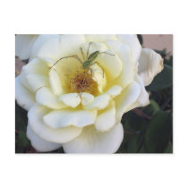 Spider & Rose Postcard