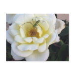 Spider & Rose Postcard