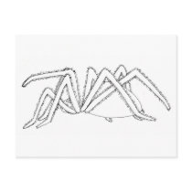 spider side view postcards