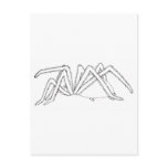 spider side view postcard