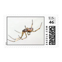 Spider Stamps