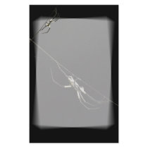 Spider! Stationery Design