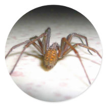 Spider stickers