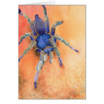 Spider - Tarantula Greeting Cards
