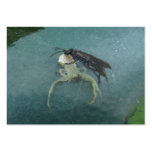 Spider Wasp ~ ATC Business Card Templates