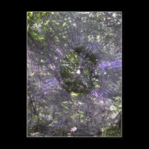 Spider Web-2 postcards