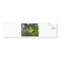 Spider Web bumper stickers