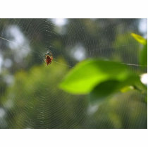 Spider Web photo sculptures