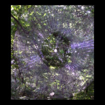 Spider Web Poster posters