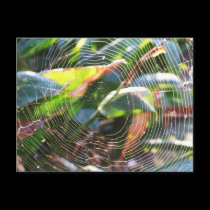 Spider Webs macro Postcard by webgrrl Spider Webs macro Postcard