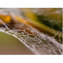 Spider Webs photo sculptures by lifesphere Spider Webs photo sculptures