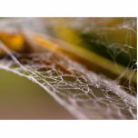 Spider Webs Acrylic Cut Outs