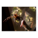 Spider with grasshopper -Greeting / note card by TLWphotography Spider with grasshopper -Greeting / note card
