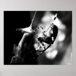Spider with grasshopper - Print