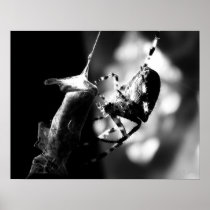 Spider with grasshopper - Print