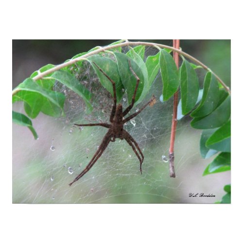 Spider with Young Poster print