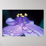 Spider Wort Print