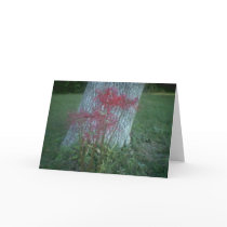 Spiderlillies cards by JohnnaCrider Spiderlillies cards